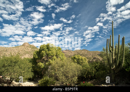 Saguaro Cactus in Tucson, Arizona Stock Photo