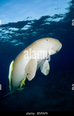 Dugong Sea Cow swimming up to the surface to breathe Gnathanodon Speciosus Egypt Red Sea Indian Ocean Stock Photo