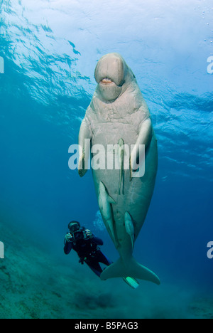 Dugong Sea Cow swimming up to the surface to breathe Gnathanodon Speciosus scuba diver Egypt Red Sea Indian Ocean Stock Photo