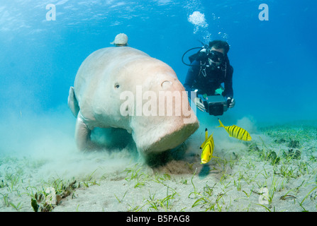 Dugong Sea Cow feeding on the sea grass Gnathanodon Speciosus Egypt Red Sea Indian Ocean Stock Photo