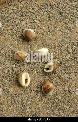 Dog Whelk shell Stock Photo - Alamy