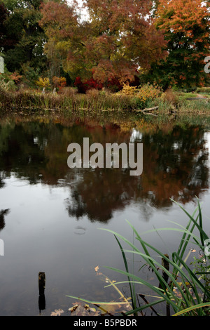 syon park london automn Stock Photo