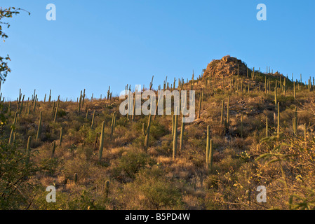 Saguaro Cactus field in Tucson, Arizona Stock Photo