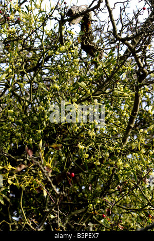 EUROPEAN COMMON MISTLETOE. VISCUM ALBUM. GROWING IN A HOST TREE. Stock Photo