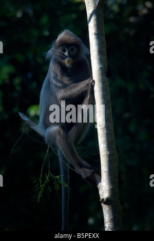 Phayre s Leaf Monkey Trachypithecus phayrei also known as Phayres Langur at Phu Khieo Thailand Stock Photo