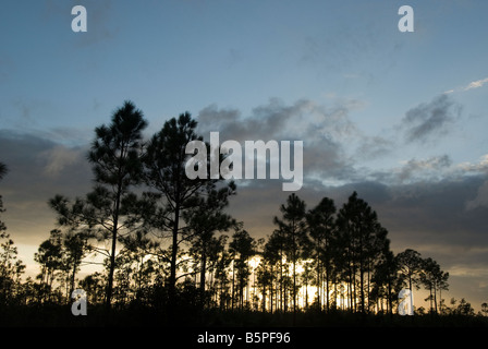 Everglades National Park Fl sunset silhouettes the pinelands pine rocklands slash pine forests everglades trees Stock Photo