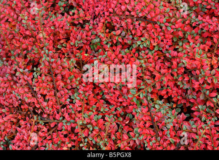 Cotoneaster leaves turning red in autumn Stock Photo