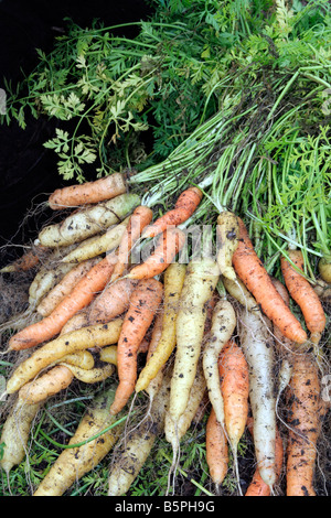 CARROT RAINBOW SOWN LATE APRIL IN A 15 LITRE POT APPROX 30CM TOP DIAMETER PRODUCED 2.3KG OF CARROTS 5 LBS Stock Photo