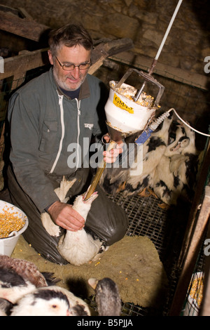 Ducks being force fed. Gavage des oies, Perigord France. vertical.87425 Goose Feeding Stock Photo