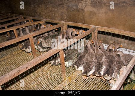 Goose being force fed. Gavage des oies, Perigord France. Horizontal l.87433 Goose Feeding Stock Photo