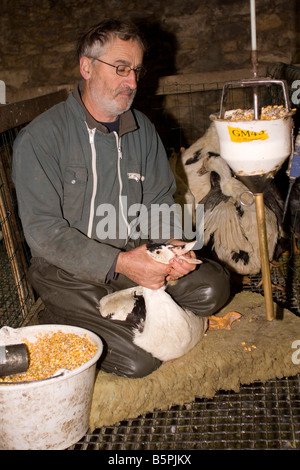 Goose being force fed. Gavage des oies, Perigord France. vertical.87437 Goose Feeding Stock Photo