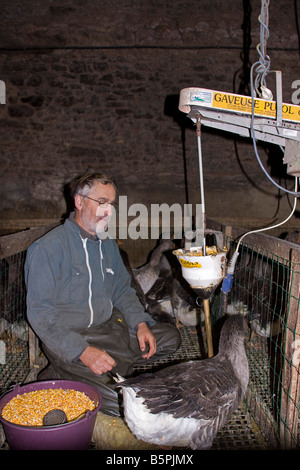 Goose being force fed. Gavage des oies, Perigord France. vertical.87440 Goose Feeding Stock Photo