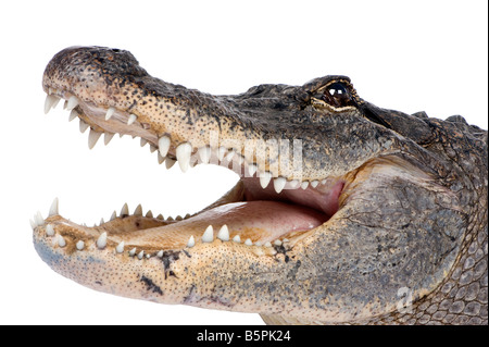 American Alligator 30 years Alligator mississippiensis in front of a white background Stock Photo