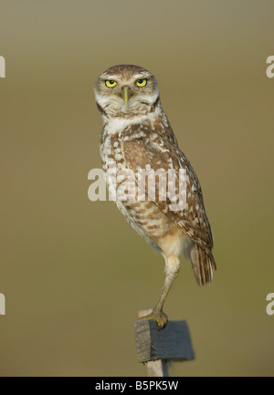 Burrowing owl looking at camera from a T-perch near its burrow in Cape Coral, Florida. Stock Photo