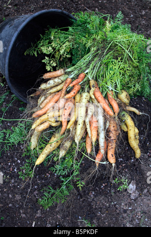 CARROT RAINBOW SOWN LATE APRIL IN A 15 LITRE POT APPROX 30CM TOP DIAMETER PRODUCED 2.3KG OF CARROTS 5 LBS Stock Photo