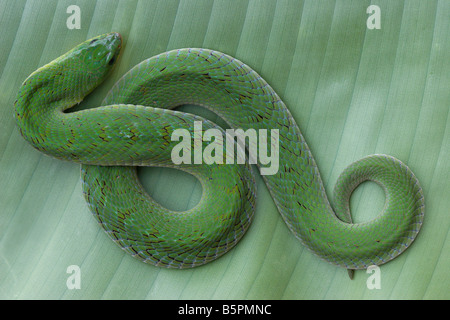 snake green night adder green viper Uganda africa Stock Photo - Alamy