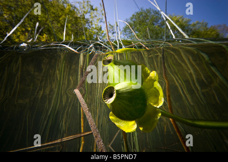 A Water-Lily fruit (Nuphar lutea).  Fruit de nénuphar jaune (Nuphar lutea). Stock Photo