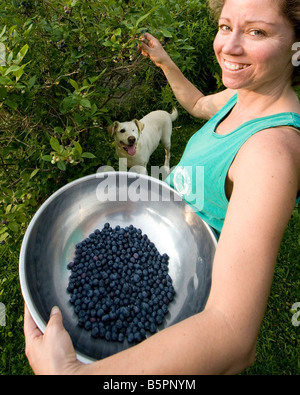 Picking blueberries in New Hampshire. Stock Photo