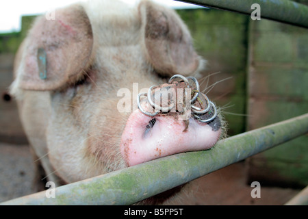 GILT OR YOUNG SOW WITH NOSE PIERCINGS Stock Photo