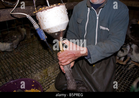 Goose being force fed. Gavage des oies, Perigord France. horizontal.87442 Goose Feeding Stock Photo