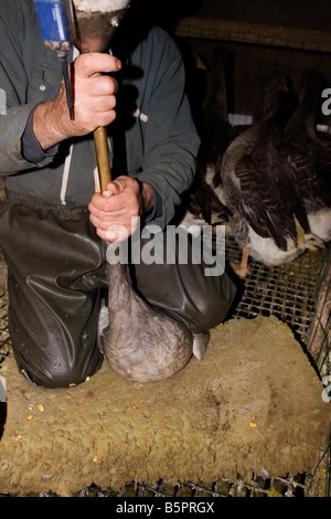 Goose being force fed. Gavage des oies, Perigord France. vertical.87451 Goose Feeding Stock Photo