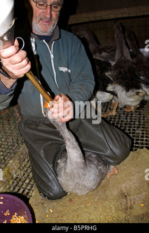 Goose being force fed. Gavage des oies, Perigord France. vertical.87454 Goose Feeding Stock Photo