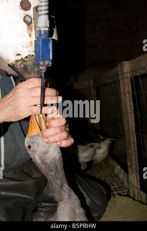 Goose being force fed. Gavage des oies, Perigord France. vertical.87455 Goose Feeding Stock Photo