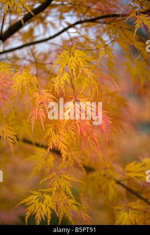 Acer Palmatum 'seiryu' in Autumn Stock Photo