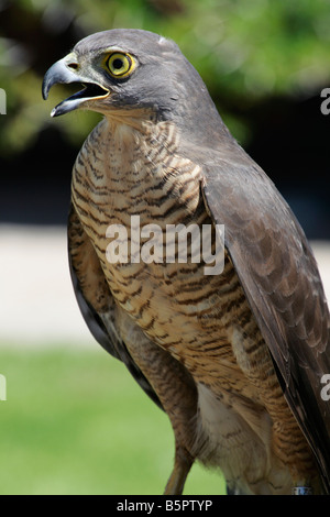 African Goshawk Accipiter tachiro Stock Photo