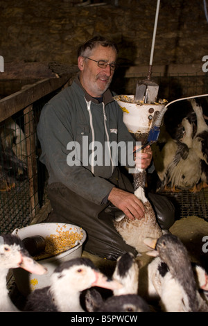 Ducks being force fed. Gavage des oies, Perigord France. vertical.87426 Goose Feeding Stock Photo