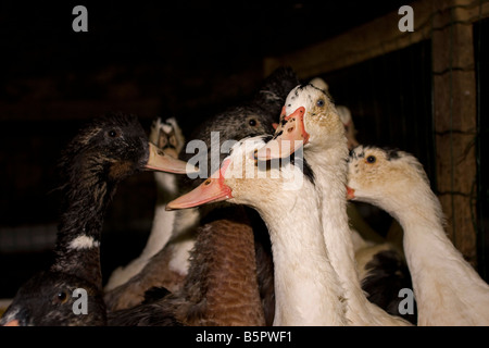 Ducks waiting to being force fed. Gavage des oies, Perigord France. vertical.87431 Goose Feeding Stock Photo