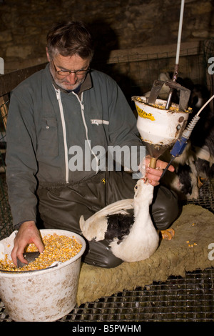 Goose being force fed. Gavage des oies, Perigord France. vertical.87439 Goose Feeding Stock Photo