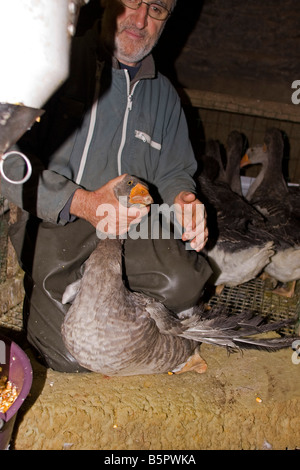 Goose being force fed. Gavage des oies, Perigord France. vertical.87448 Goose Feeding Stock Photo