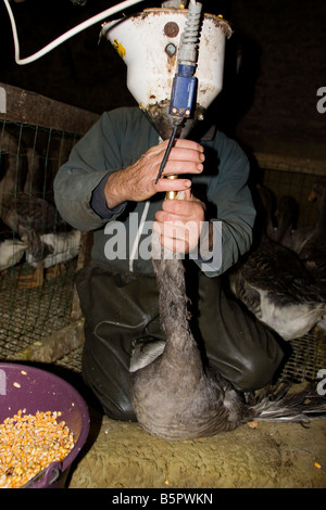 Goose being force fed. Gavage des oies, Perigord France. vertical.87449 Goose Feeding Stock Photo