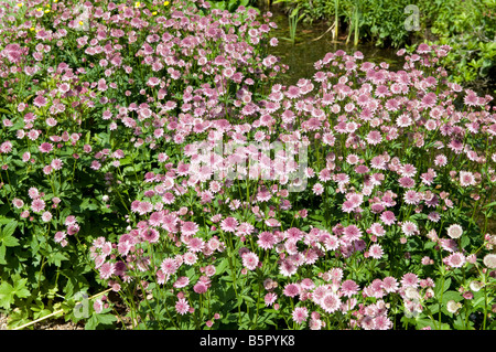 Astrantia major Roma Stock Photo