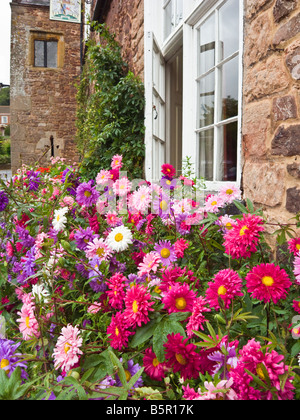 Bed of asters in flower in front of the Luttrell Arms hotel in Dunster Somerset UK Stock Photo