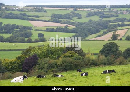 Holstein dairy cows in the hills of the Cotswolds near Bibury England Stock Photo