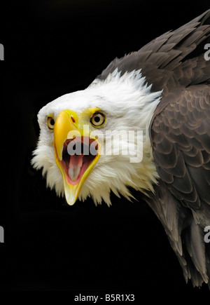 Head and shoulders of a captive 'bald eagle' against a black background. The beak is open. Stock Photo