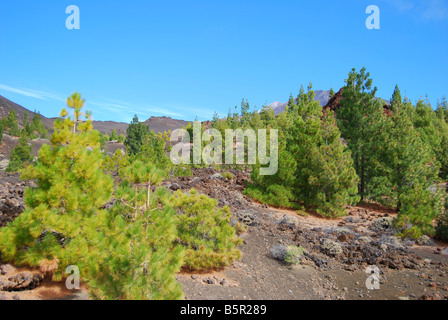 Lave field and Canarian pine trees, Parque Nacional Del Teide, Tenerife, Canary Islands, Spain Stock Photo
