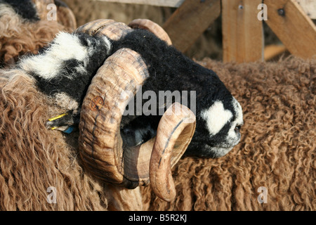 Dalesbred sheep at Masham Sheep Fair Stock Photo