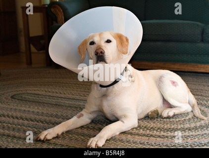 Labrador retriever wearing an Elizabethan collar to prevent licking stitches Stock Photo