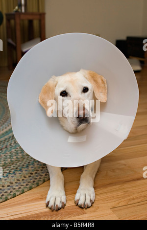 Labrador retriever wearing an Elizabethan collar to prevent licking stitches Stock Photo