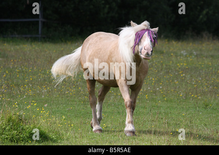 Palamino Horse walking down his field, wearing his fly fringe, pulling faces at the flies Stock Photo