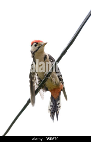 Dendrocopus major - Immature greater spotted woodpecker balancing on wire