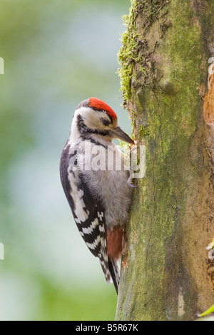 Dendrocopus major- Immature greater spotted woodpecker feeding at garden feeding station in UK