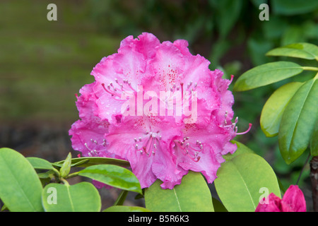 Rhododendron "Lavender Girl".  Lovely blooms on rhododendron bush in late spring. Stock Photo