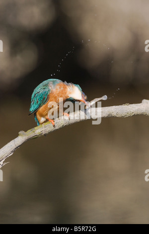 Alcedo atthis kingfisher killing fish by striking it against branch Stock Photo