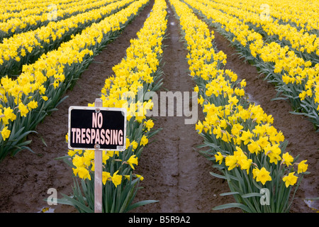 A No Trespassing sign in front of a field of tulips in Mount Vernon Washington Stock Photo