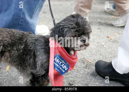 Dog wearing a John Mccain for president sticker on his sweater Stock Photo