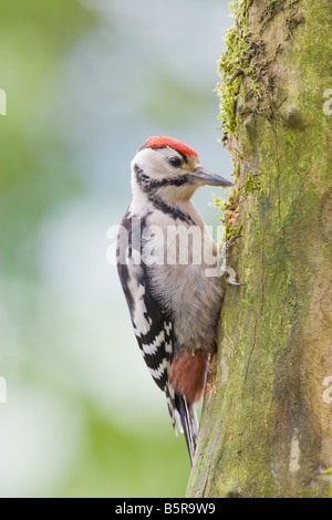 Dendrocopus major - Immature greater spotted woodpecker feeding at garden feeding station in UK